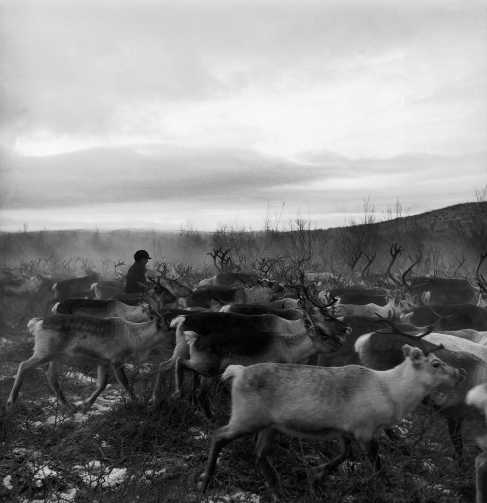 Finland Rounding Up Reindeers 1948
